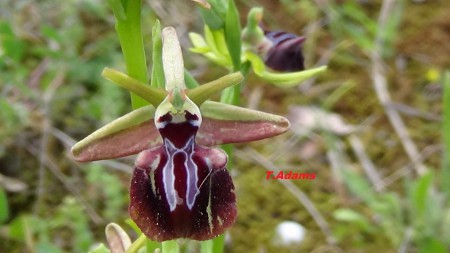 Ophrys
